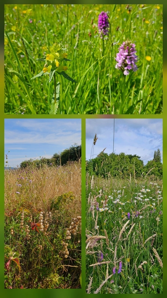 Wildflowers & Orchids Pickerings Pasture LNR