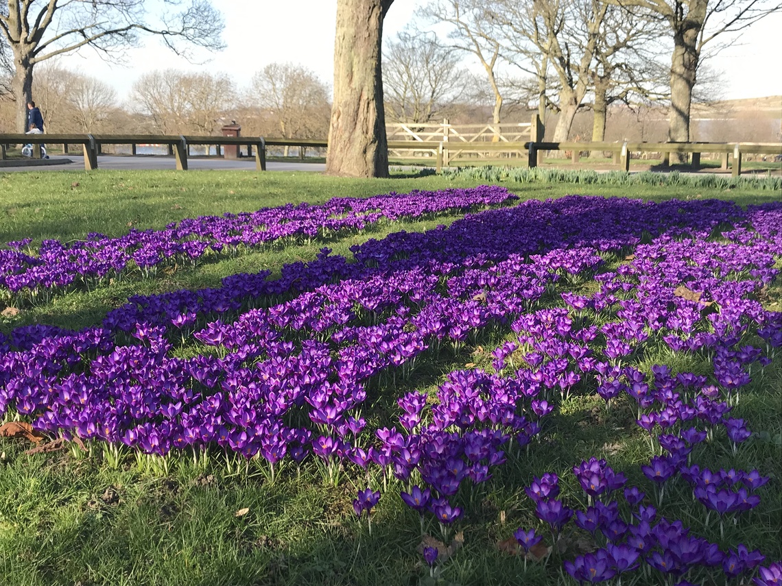 crocuses