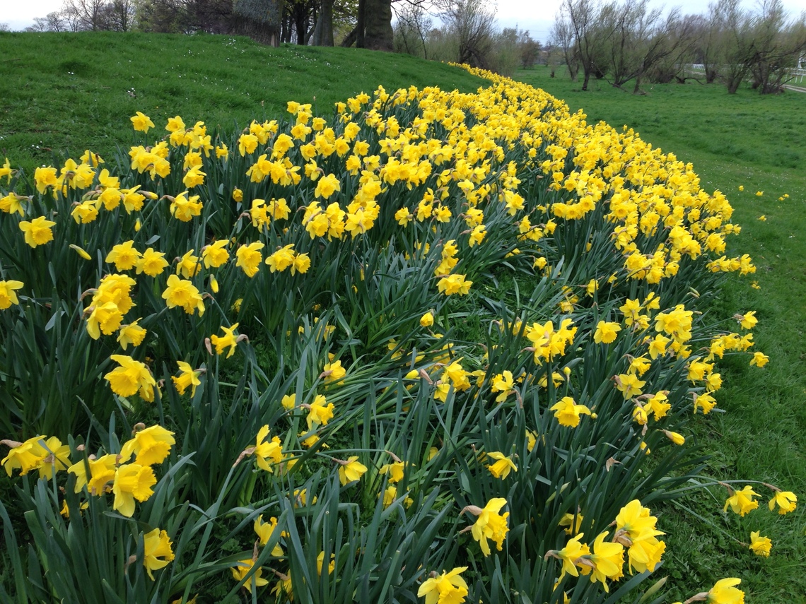 Daffodils