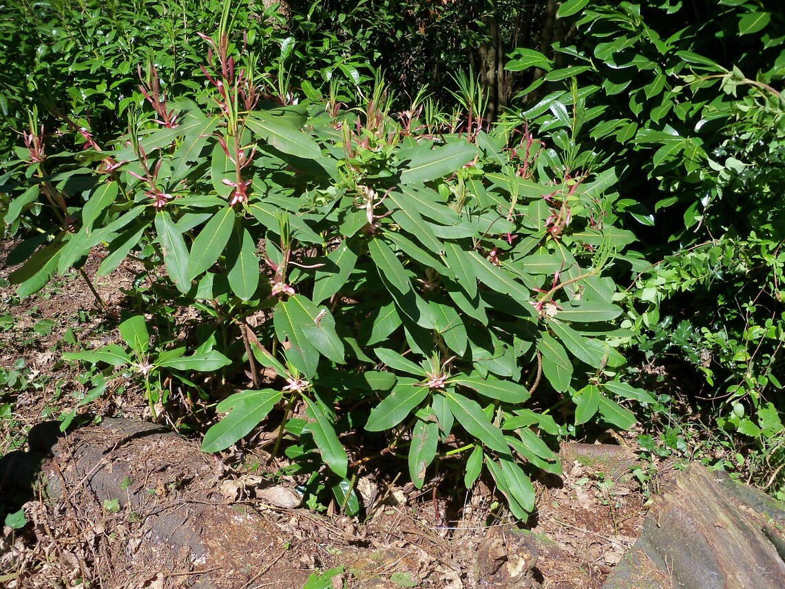 15 Apil 2014 Rhododendron loderi freed from overgrowing Brambles.