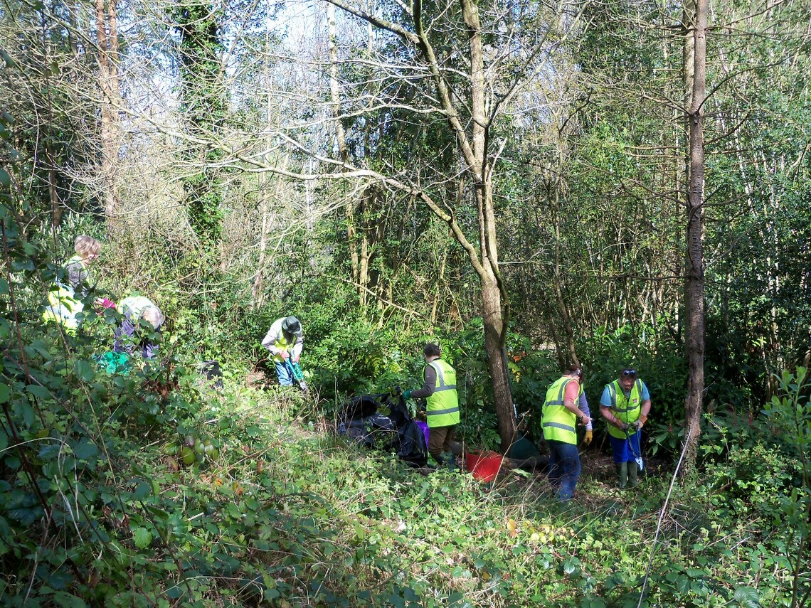 15 April 2014 Clearing Brambles from Flowering Shrubs in Major Lilley's Wood. 