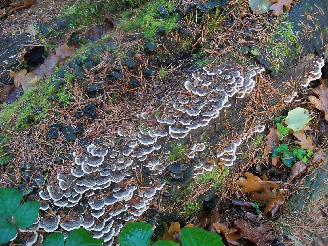 Lower Glen fungi