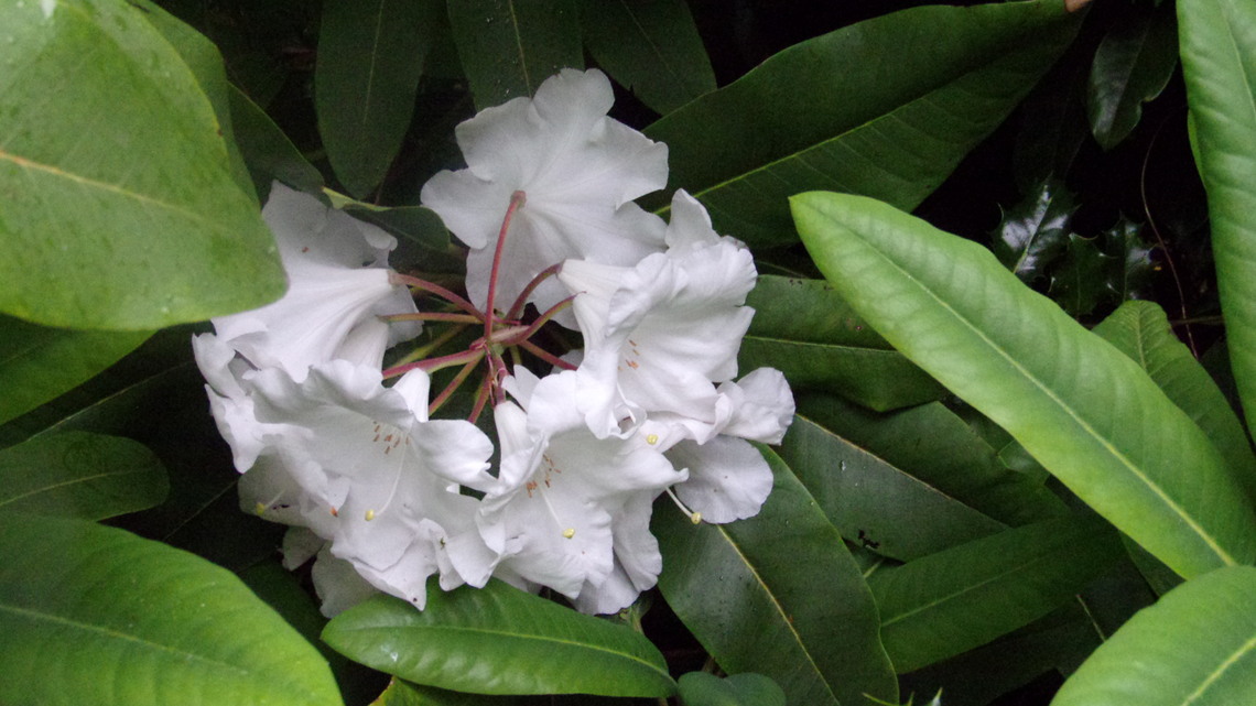Rhododendron loderi King George