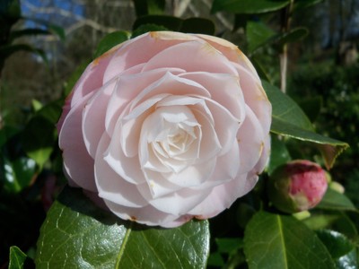 One of the camellias