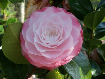 Camellia April 2015