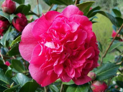 Camellia April 2015