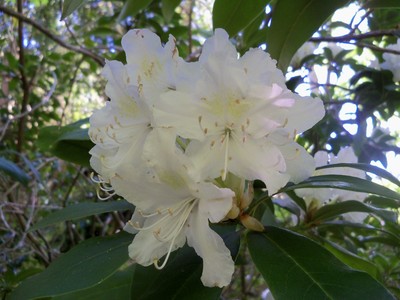 Rhododendron in Lower Glen