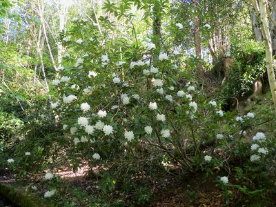 Rhododendron in Lower Glen