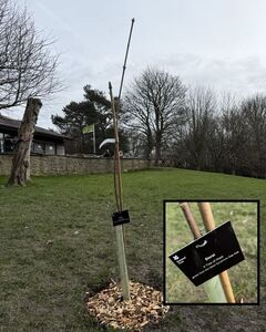 Siorai - A Tree of Hope