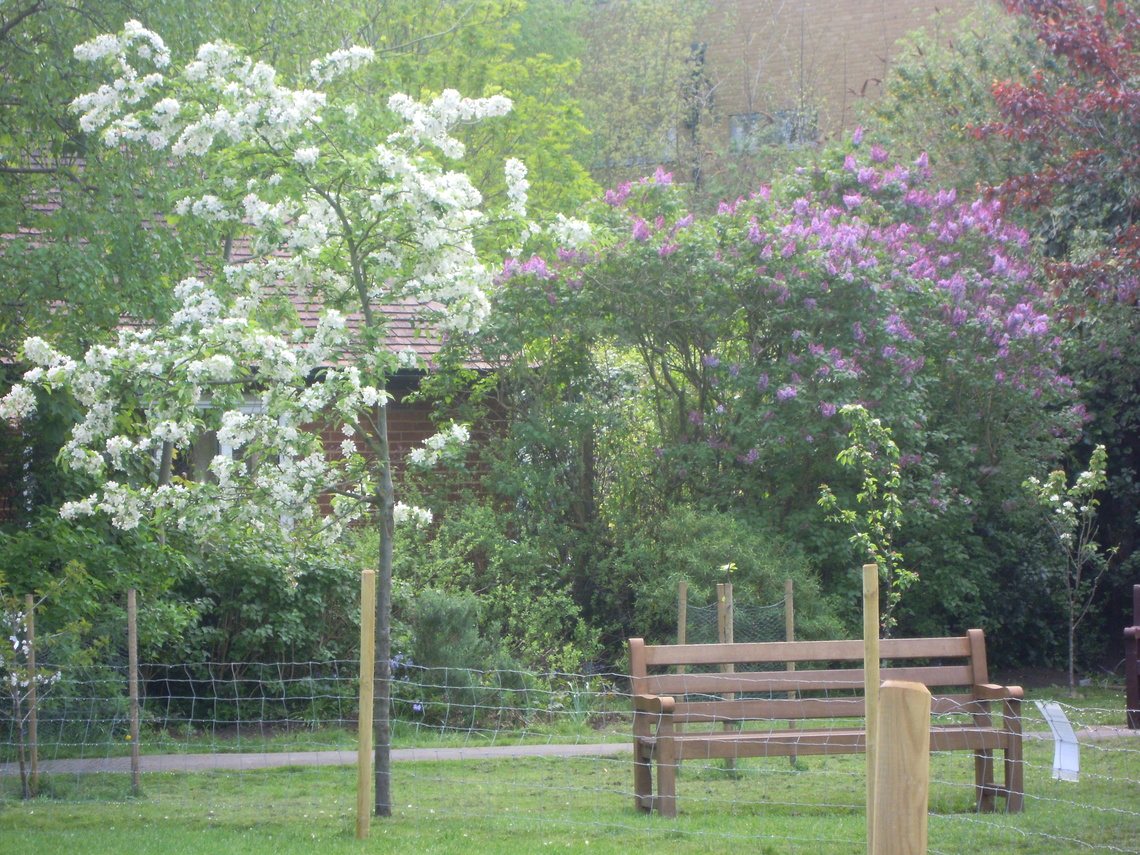 Tree in blossom and lilac in bloom