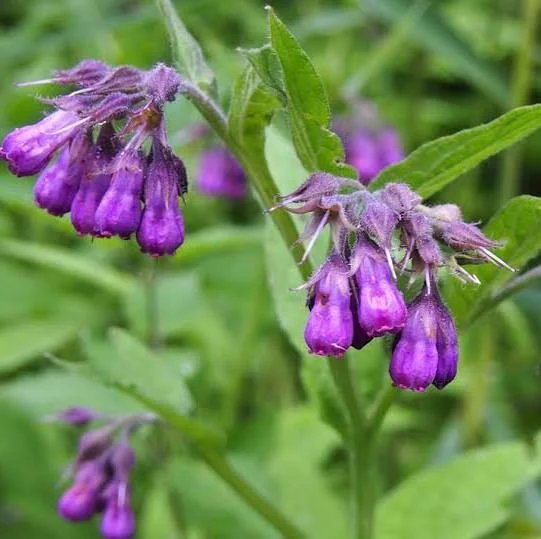Comfrey