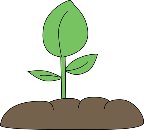 plant