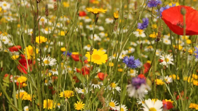 wildflowers