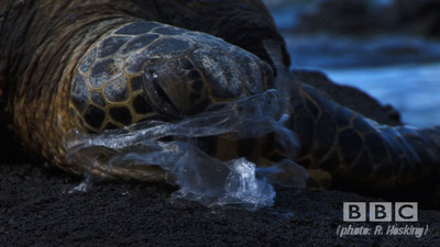 Turtle with plastic bag on beach