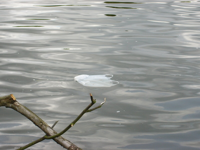 Plastic bag litter around Kingston