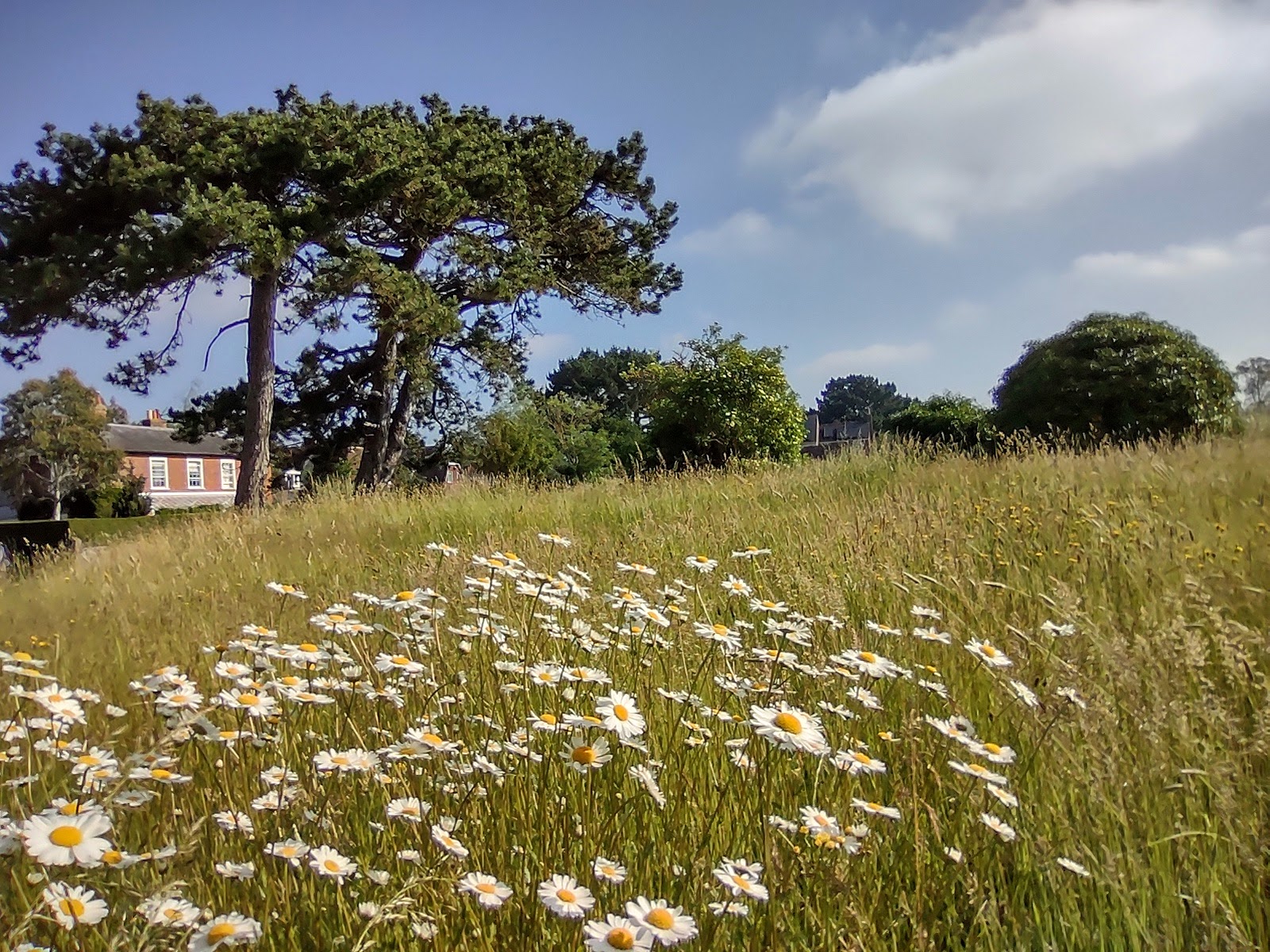 community grass verge westbourne