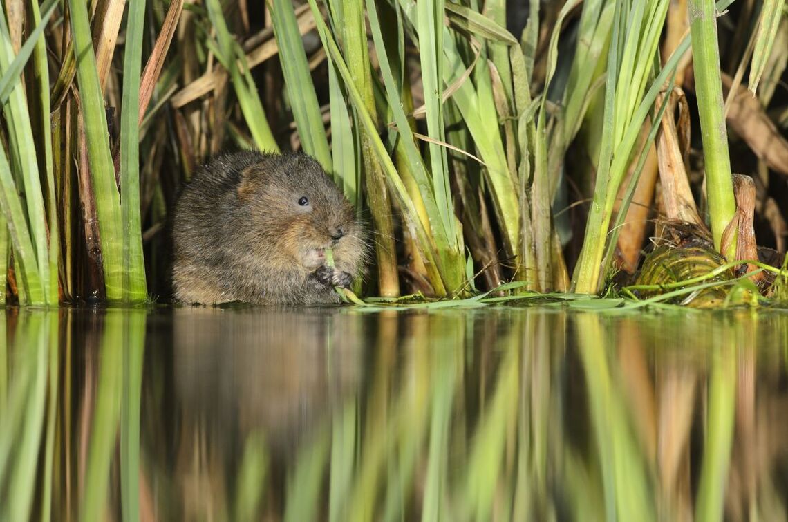 water vole feeding on river bank