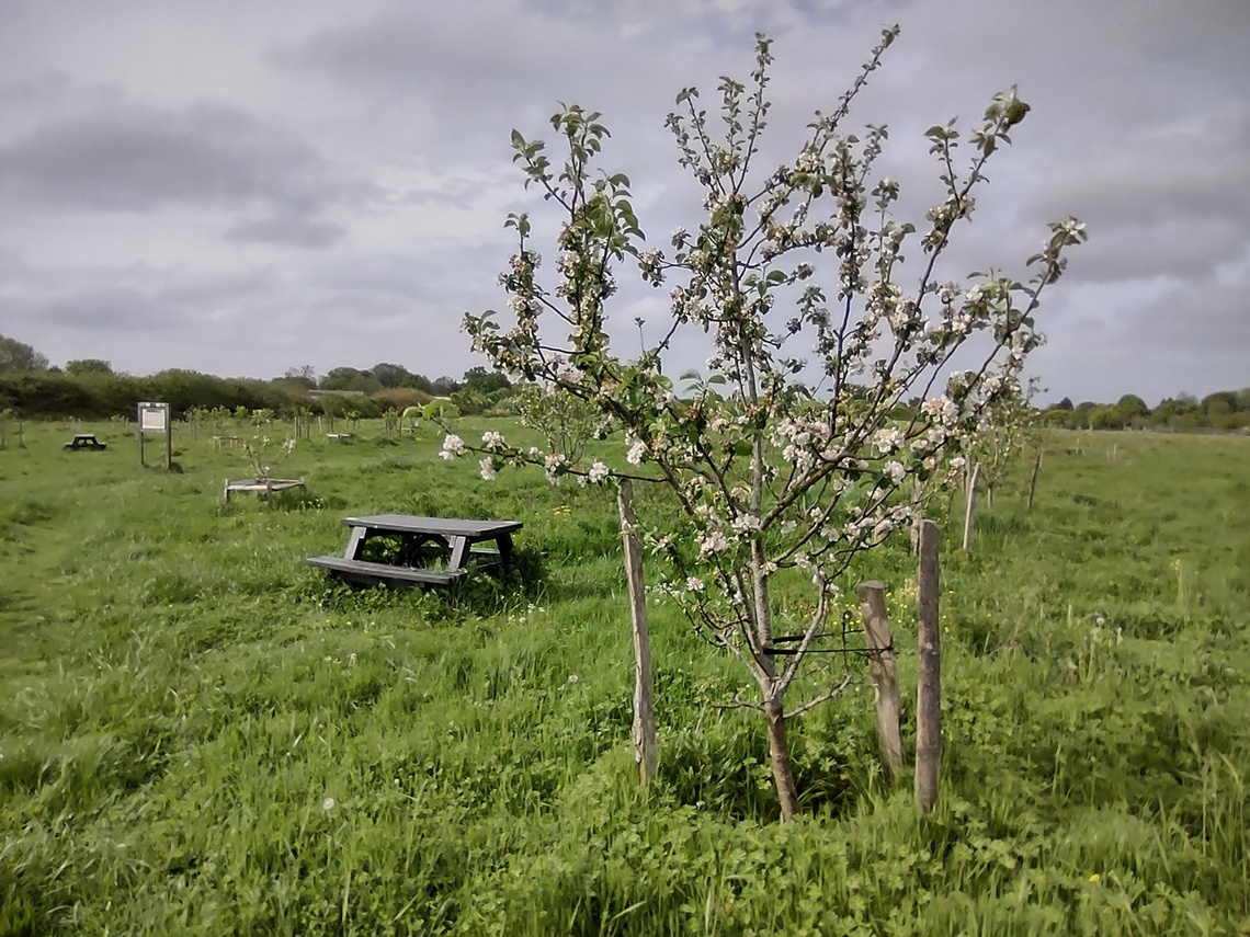 Community orchard and bench