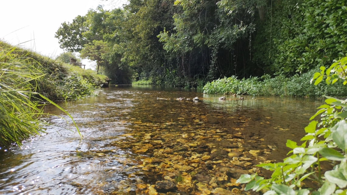millstream in Westbourne with healthy flow