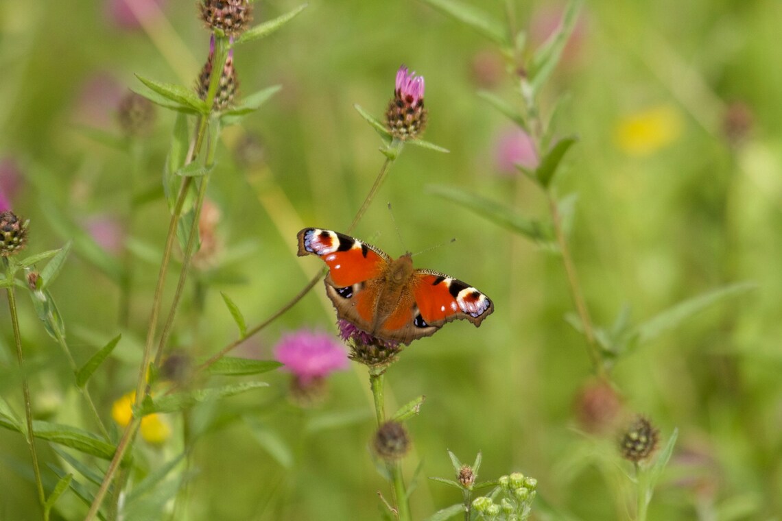 Peacock butterfly in wild flower meadow by Heather Wildeher 