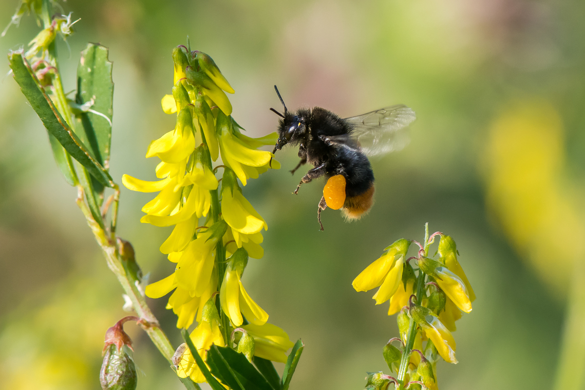A bumblebee visiting a yellow flower