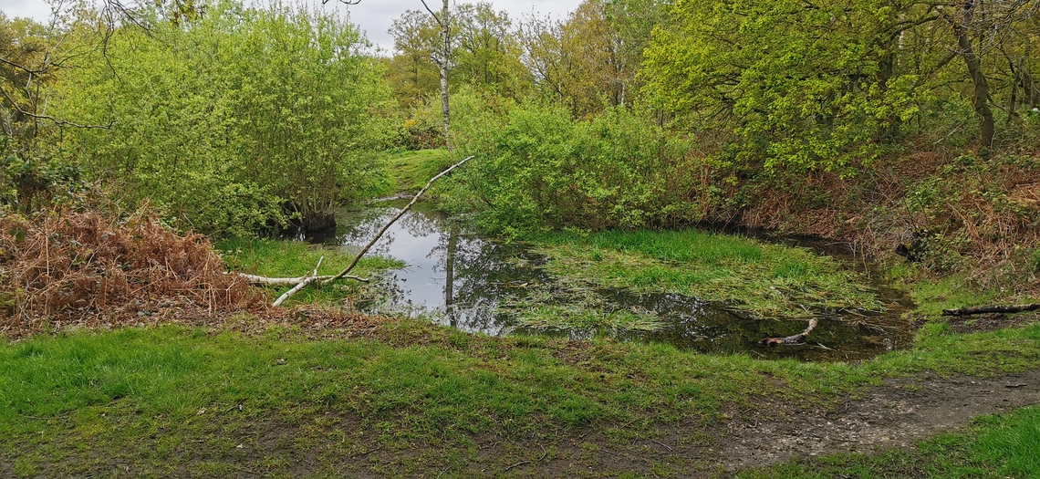 One of several Dew Ponds on the Common