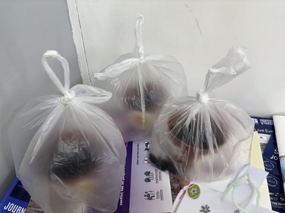 Planted sunflower seeds