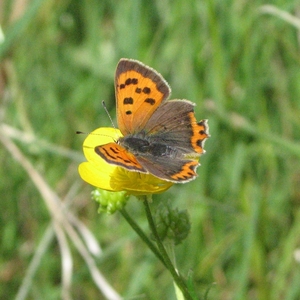 Small Copper - Hampton Heath - 2022-05-21