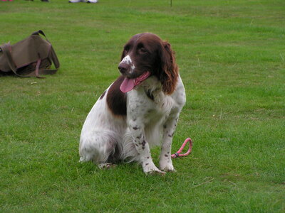 2011 One of the Working Dogs