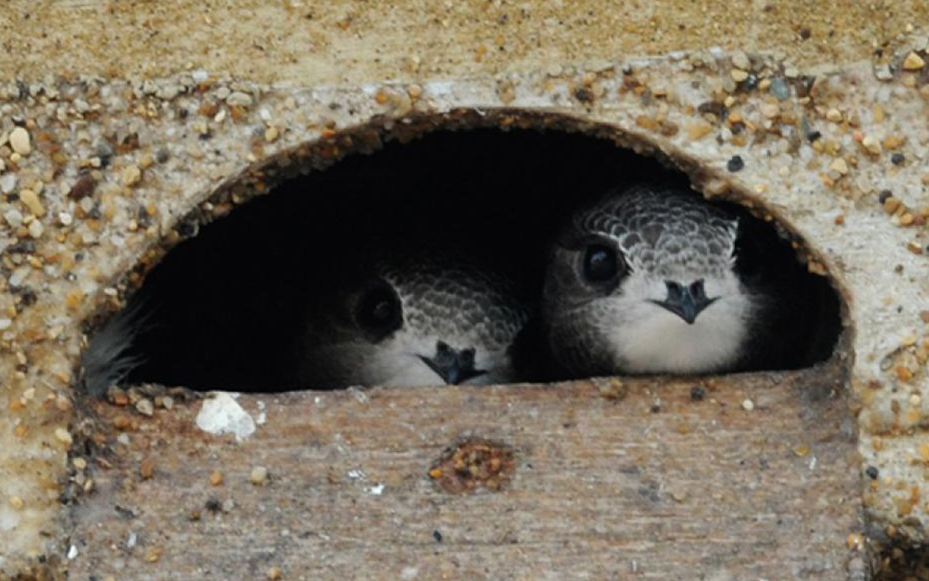 Swiftlets_at_nest_entrance.png