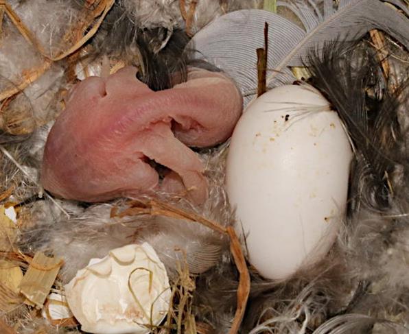 Swift_egg_&_newly_hatched_chick.jpg