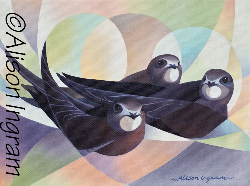 Alison Ingram - Swiftlets