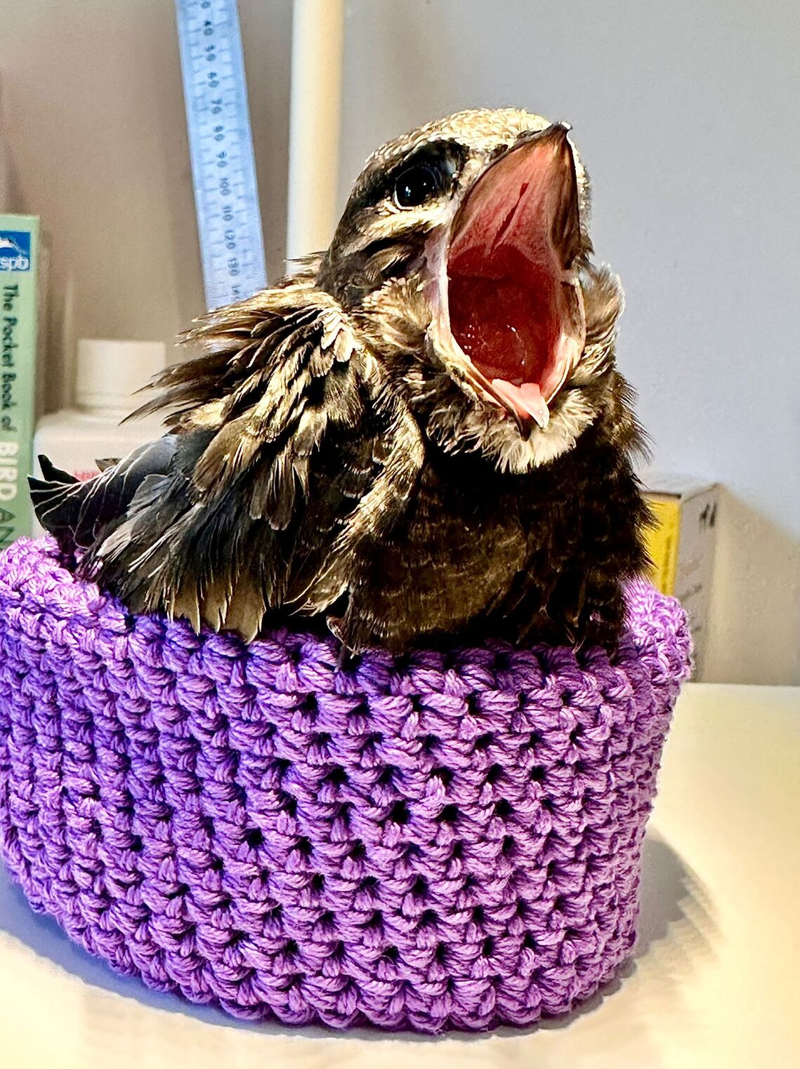 Swift Care First Aid - Hastings and Rother Swift Conservation Group