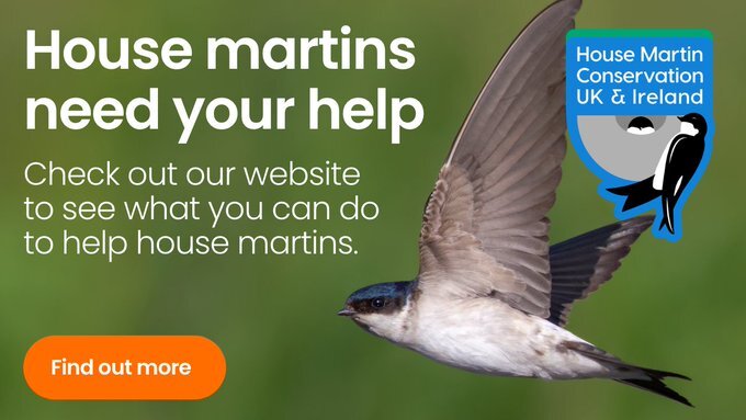 House martins UK image