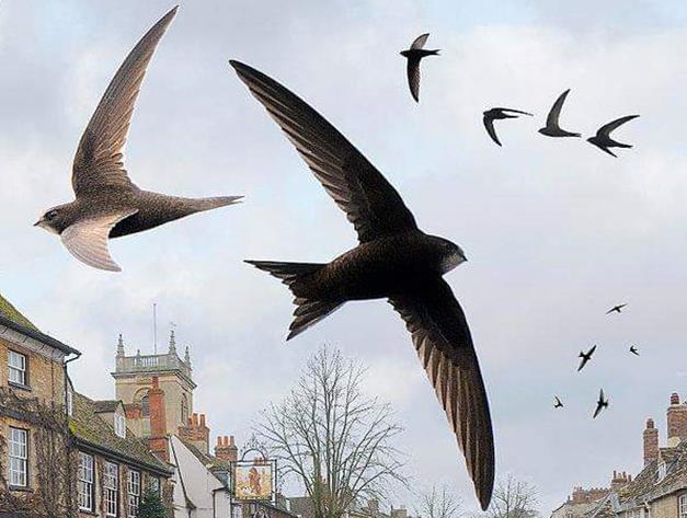 Swifts over village skyline