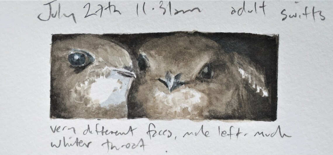 Pomroy - adult swift faces