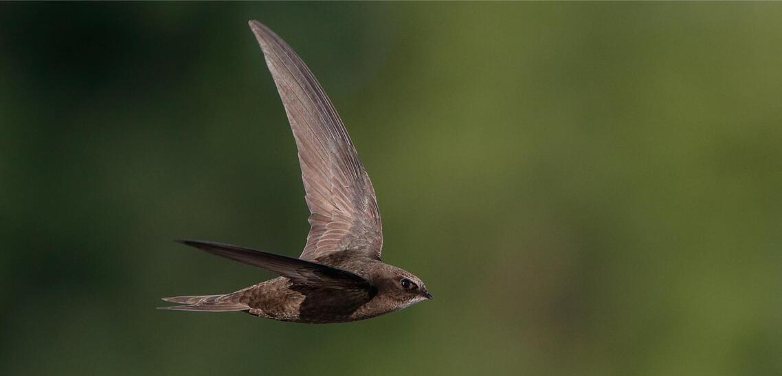 Swift - green background