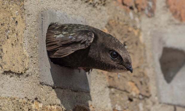 Swift leaving swiftbrick