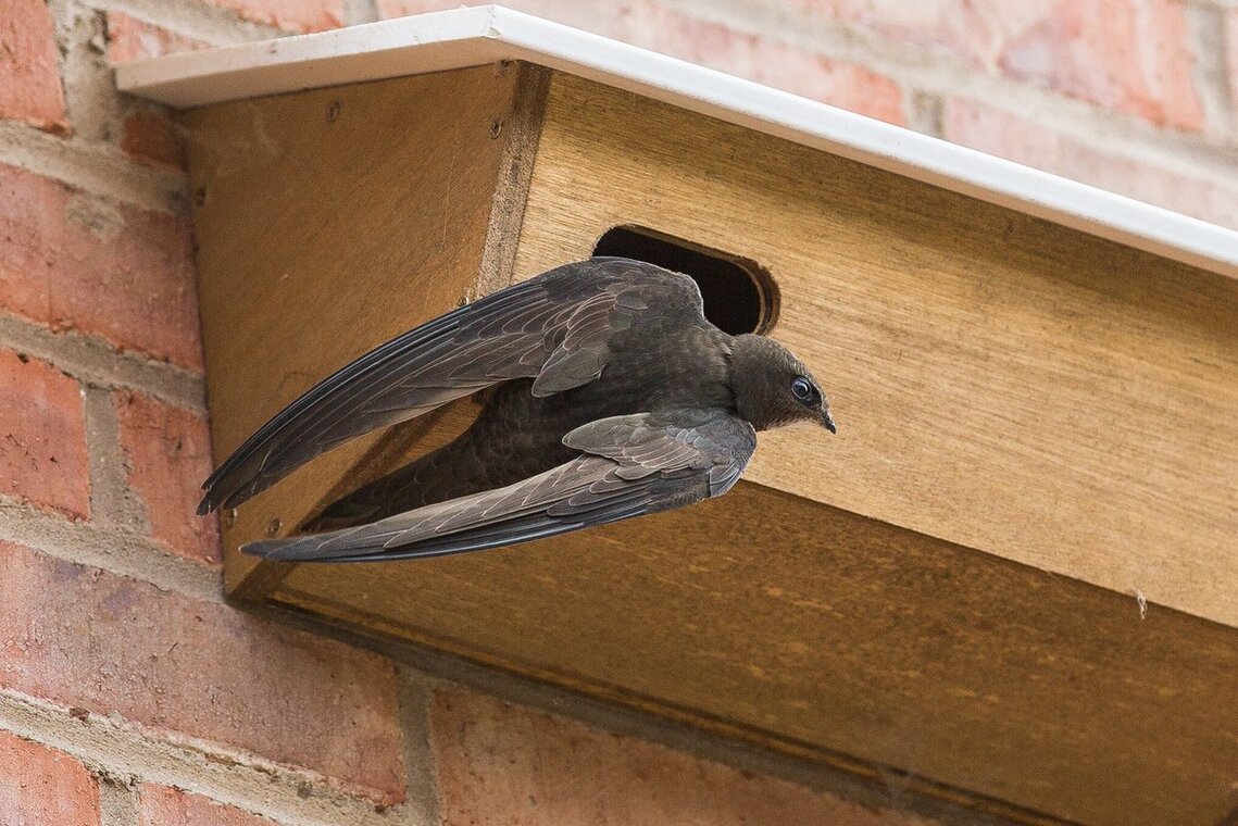 Add a swift nest box to your house Hastings and Rother Swift