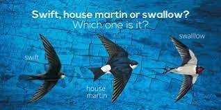 Swift Swallow HM identifier