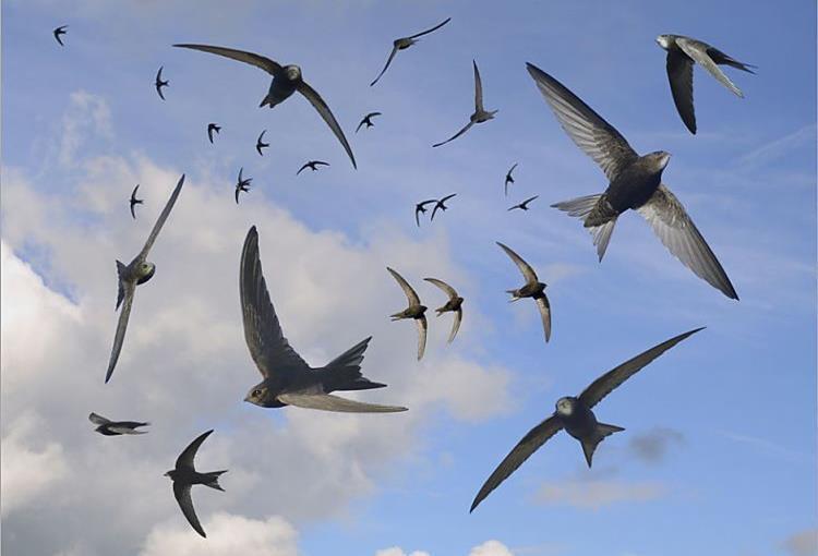 swifts against part cloudy sky art image