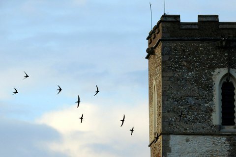 Swifts around tower talk Shropshire W.T.