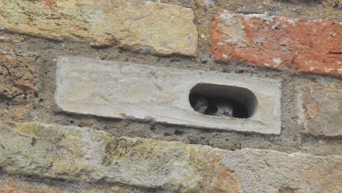 Swifts in swiftbrick