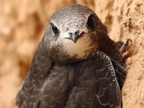 swift clings to wall tiny feet