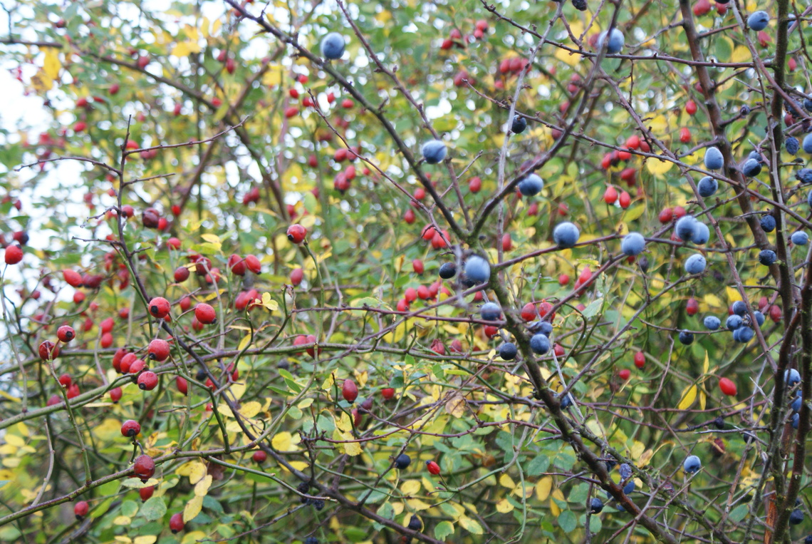 Berries
