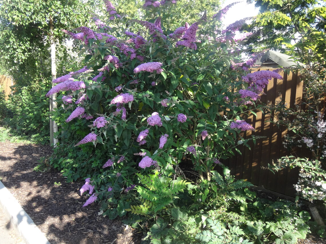 Buddleia