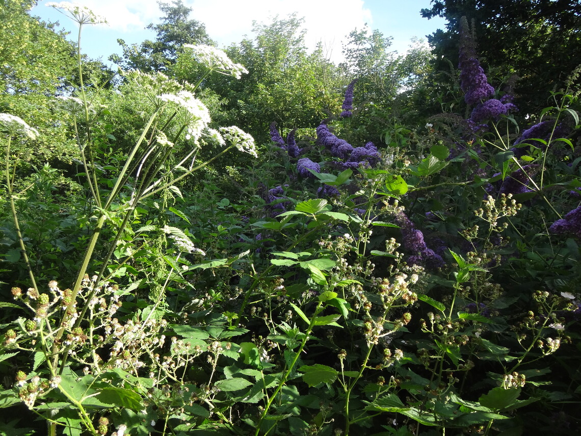 Buddleia and cow parsley