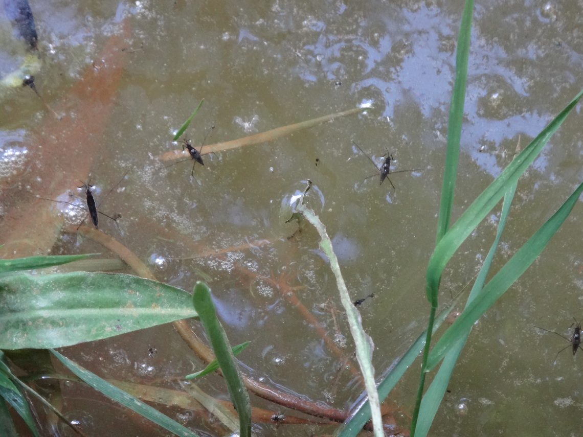 Pond skater and frogs spawn