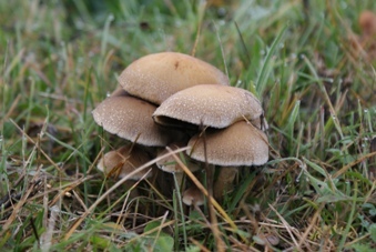 View of mushrooms 2 - small