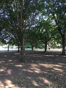 The Common, home to over 1000 trees